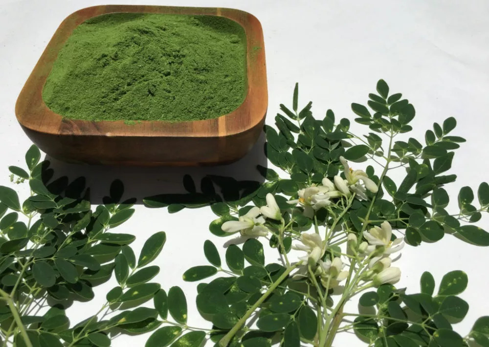 Moringa Olejodárna (moringa olejfera) - strom života